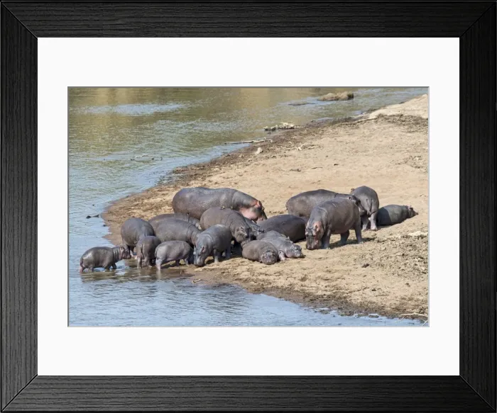 Framed Print : Hippos -Hippopotamus amphibius-, Mara River, Msai Mara National Reserve, Kenya Framed Print : Hippos -Hippopotamus amphibius-, Mara River, Msai Mara National Reserve, Kenya