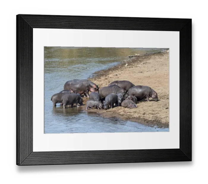 Framed Print : Hippos -Hippopotamus amphibius-, Mara River, Msai Mara National Reserve, Kenya Framed Print : Hippos -Hippopotamus amphibius-, Mara River, Msai Mara National Reserve, Kenya