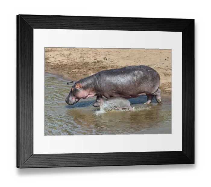 Framed Print : Hippopotamus -Hippopotamus amphibius- adult female with young, Mara River, Msai Mara National Reserve, Kenya