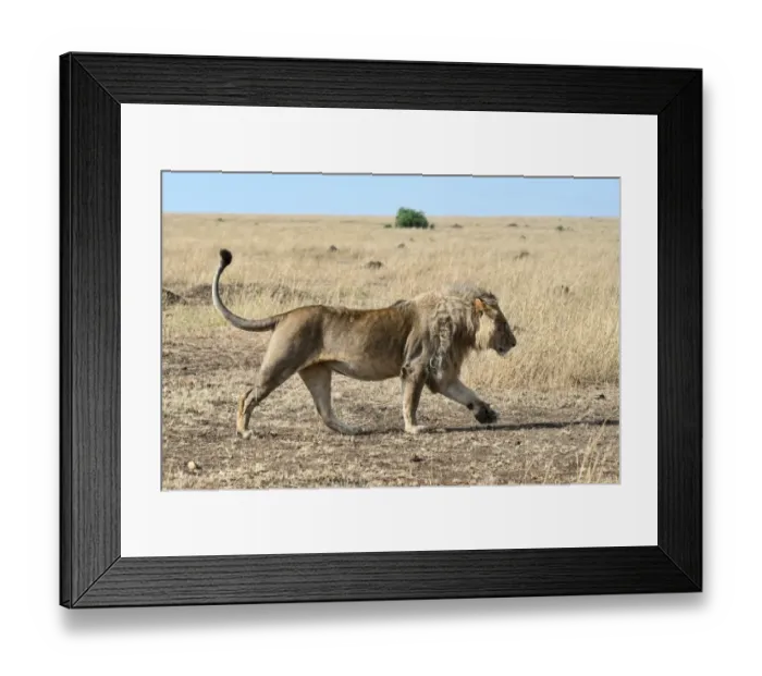 Framed Print : Lion -Panthera leo- running through the steppe, Msai Mara, Kenya Framed Print : Lion -Panthera leo- running through the steppe, Msai Mara, Kenya
