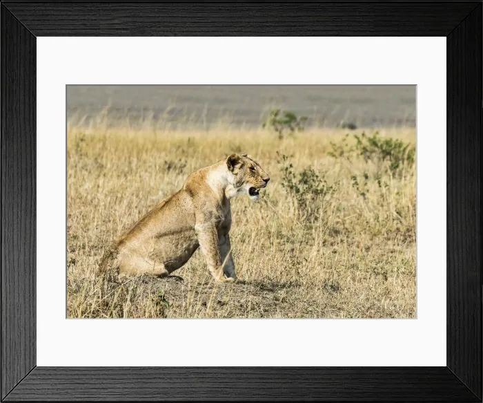 Framed Print : Lioness -Panthera leo-, Msai Mara, Kenya Framed Print : Lioness -Panthera leo-, Msai Mara, Kenya