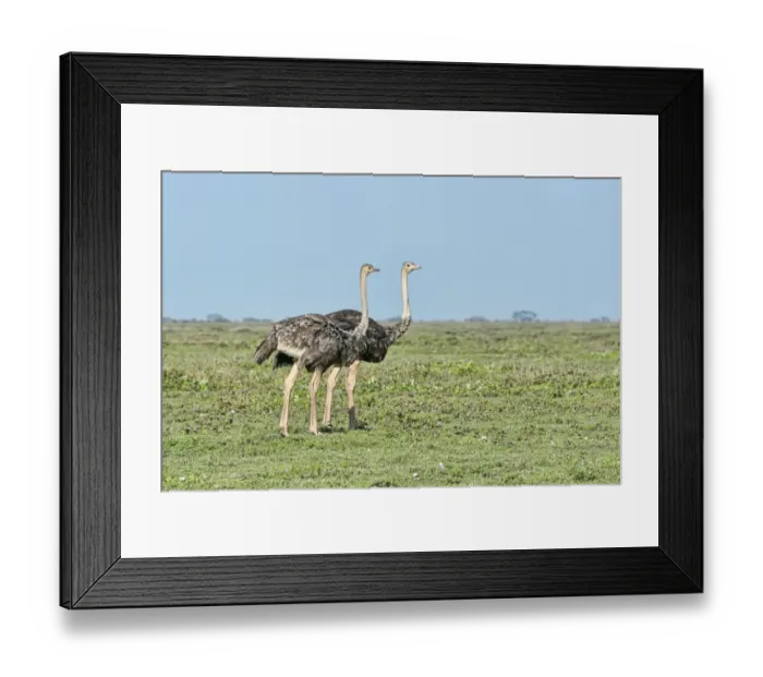 Framed Print : Ostriches -Struthio camelus-, Serengeti, Tanzania Framed Print : Ostriches -Struthio camelus-, Serengeti, Tanzania