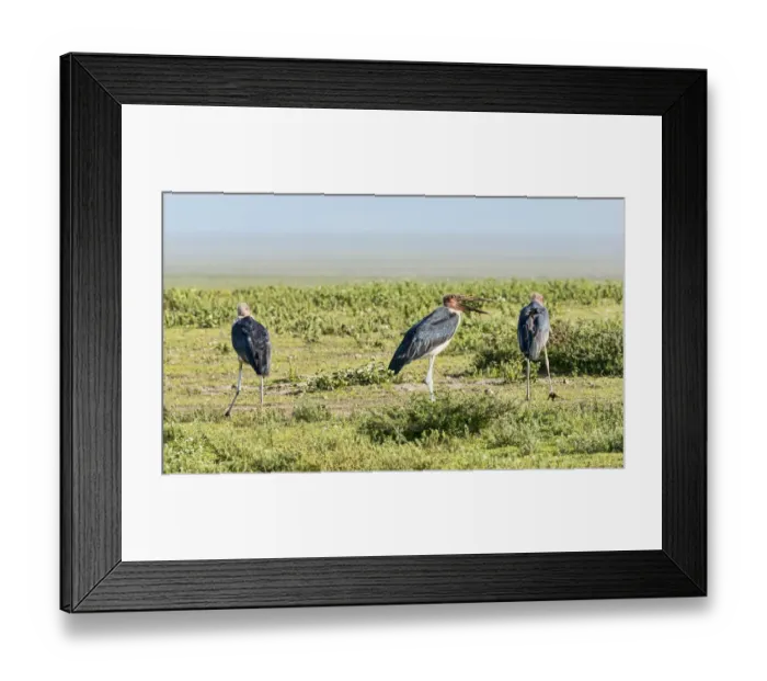 Framed Print : Marabou Storks -Leptoptilos crumeniferus-, Serengeti, Tanzania Framed Print : Marabou Storks -Leptoptilos crumeniferus-, Serengeti, Tanzania