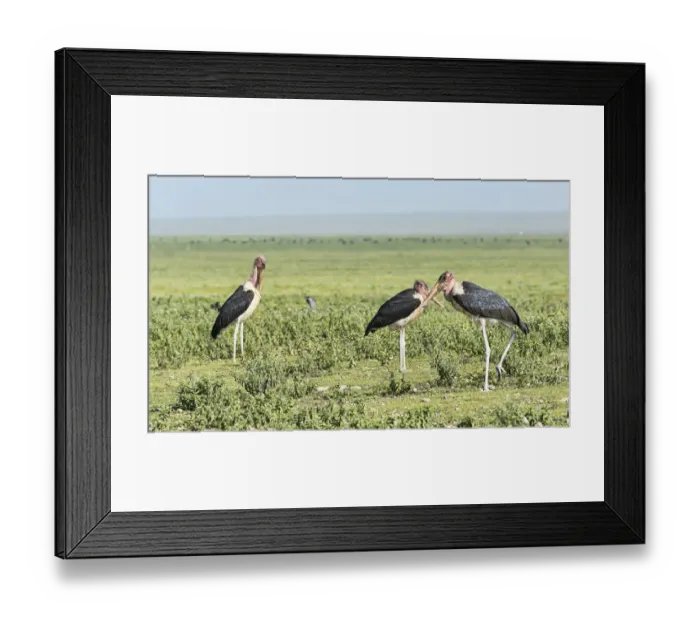 Framed Print : Marabou Storks -Leptoptilos crumeniferus- with crossed beaks, Serengeti, Tanzania Framed Print : Marabou Storks -Leptoptilos crumeniferus- with crossed beaks, Serengeti, Tanzania