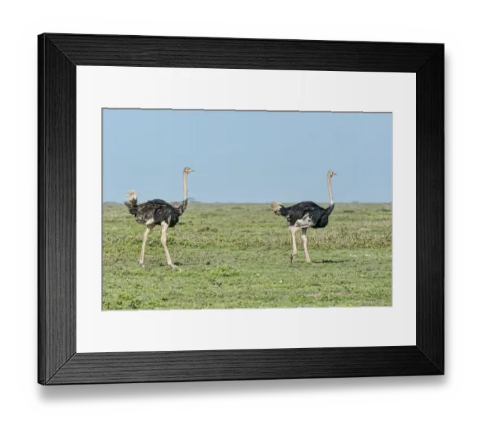 Framed Print : Ostriches -Struthio camelus-, Serengeti, Tanzania Framed Print : Ostriches -Struthio camelus-, Serengeti, Tanzania