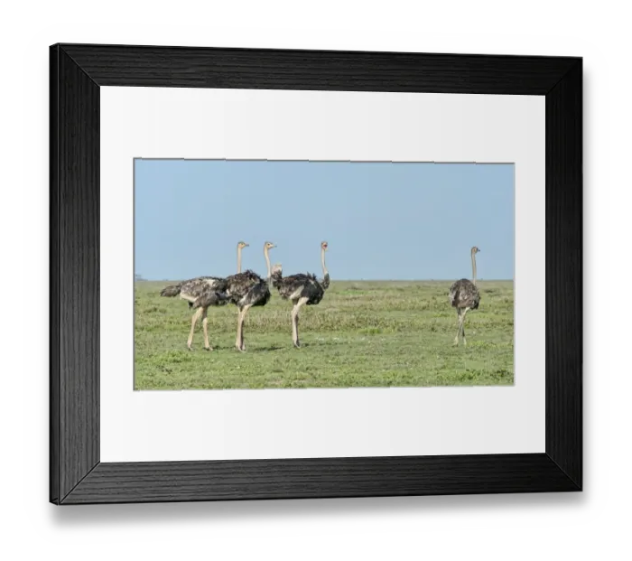 Framed Print : Ostriches -Struthio camelus-, Serengeti, Tanzania Framed Print : Ostriches -Struthio camelus-, Serengeti, Tanzania
