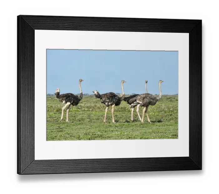Framed Print : Ostriches -Struthio camelus-, Serengeti, Tanzania Framed Print : Ostriches -Struthio camelus-, Serengeti, Tanzania