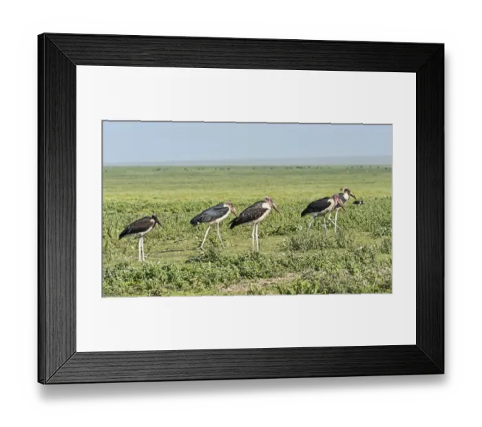 Framed Print : Marabou Storks -Leptoptilos crumeniferus-, Serengeti, Tanzania Framed Print : Marabou Storks -Leptoptilos crumeniferus-, Serengeti, Tanzania