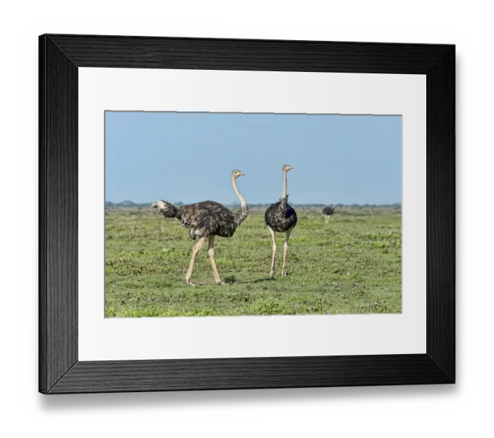 Framed Print : Ostriches -Struthio camelus-, Serengeti, Tanzania Framed Print : Ostriches -Struthio camelus-, Serengeti, Tanzania
