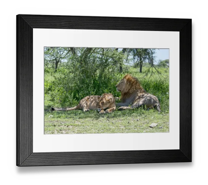 Framed Print : Lions -Panthera leo-, male and female resting in the shade, Ndutu, Tanzania Framed Print : Lions -Panthera leo-, male and female resting in the shade, Ndutu, Tanzania