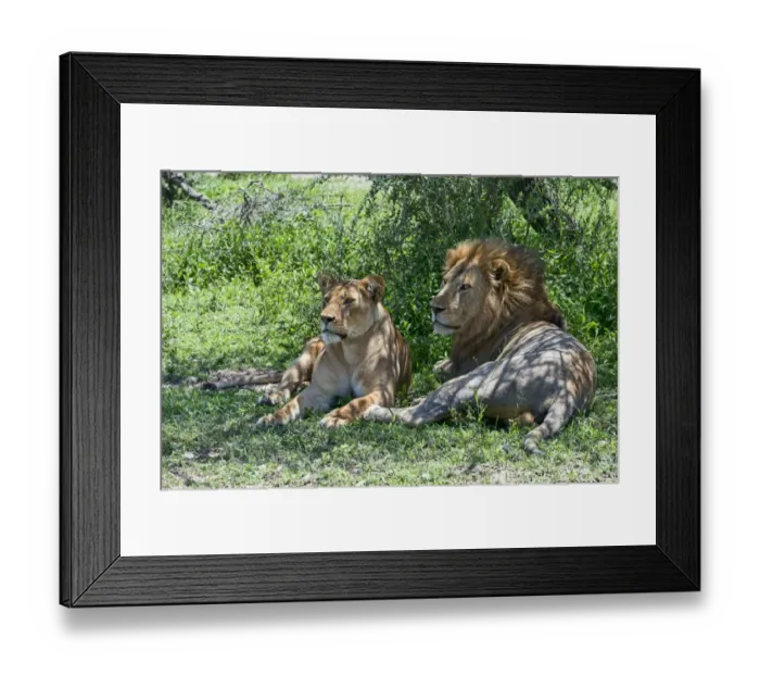 Framed Print : Lions -Panthera leo-, male and female resting in the shade, Ndutu, Tanzania