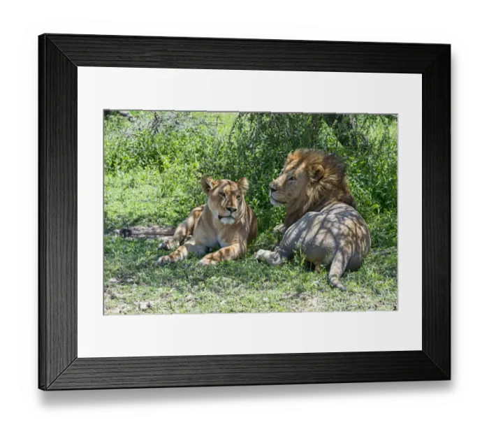 Framed Print : Lions -Panthera leo-, male and female resting in the shade, Ndutu, Tanzania Framed Print : Lions -Panthera leo-, male and female resting in the shade, Ndutu, Tanzania