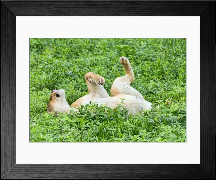 Framed Print : Fly-ridden Lioness -Panthera leo-, Ndutu, Tanzania Framed Print : Fly-ridden Lioness -Panthera leo-, Ndutu, Tanzania