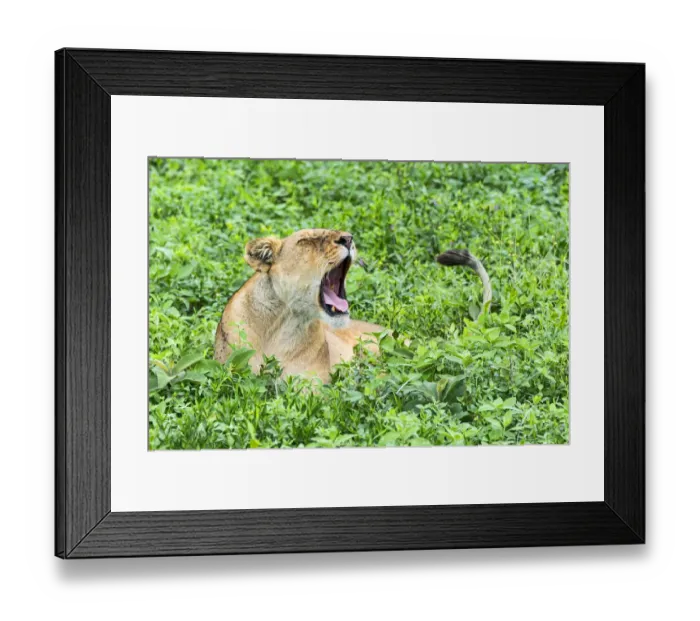 Framed Print : Ffly-ridden Lioness -Panthera leo-, Ndutu, Tanzania Framed Print : Ffly-ridden Lioness -Panthera leo-, Ndutu, Tanzania