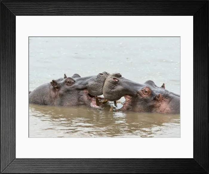 Framed Print : Hippos -Hippopotamus amphibius-, Serengeti, Tanzania Framed Print : Hippos -Hippopotamus amphibius-, Serengeti, Tanzania