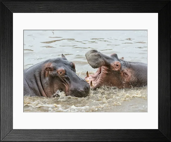 Framed Print : Hippopotamuses -Hippopotamus amphibius-, Serengeti, Tanzania Framed Print : Hippopotamuses -Hippopotamus amphibius-, Serengeti, Tanzania