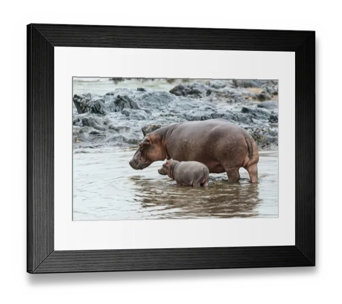 Framed Print : Hippopotamus -Hippopotamus amphibius- adult female with young, Serengeti, Tanzania Framed Print : Hippopotamus -Hippopotamus amphibius- adult female with young, Serengeti, Tanzania