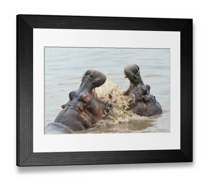 Framed Print : Hippos -Hippopotamus amphibius- with their jaws wide open, Serengeti, Tanzania Framed Print : Hippos -Hippopotamus amphibius- with their jaws wide open, Serengeti, Tanzania