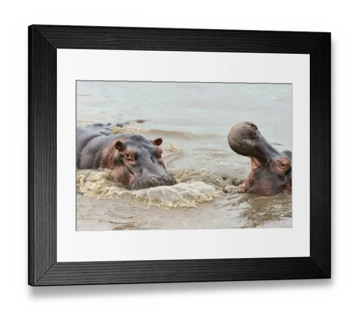 Framed Print : Hippos -Hippopotamus amphibius-, Serengeti, Tanzania Framed Print : Hippos -Hippopotamus amphibius-, Serengeti, Tanzania