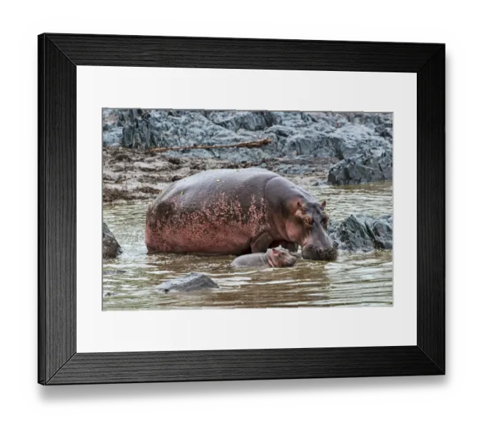 Framed Print : Hippopotamuses -Hippopotamus amphibius-, cow with young, Serengeti, Tanzania Framed Print : Hippopotamuses -Hippopotamus amphibius-, cow with young, Serengeti, Tanzania