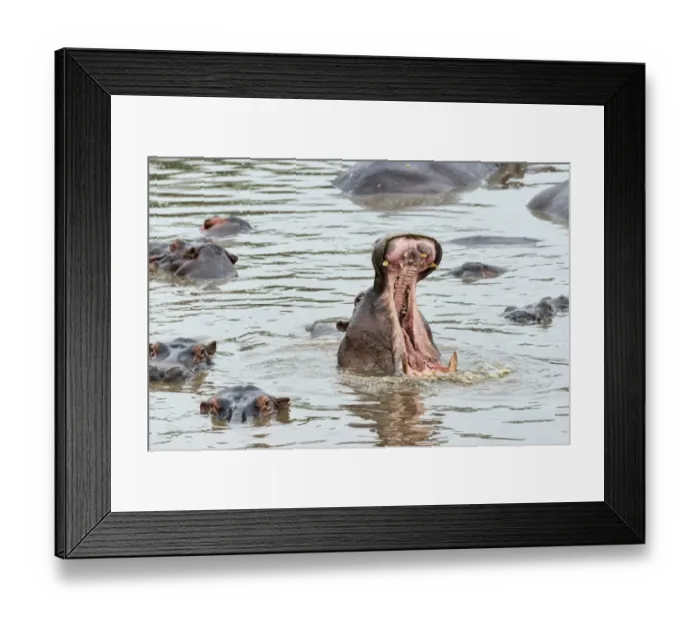 Framed Print : Hippopotamus -Hippopotamus amphibius-, Serengeti, Tanzania Framed Print : Hippopotamus -Hippopotamus amphibius-, Serengeti, Tanzania