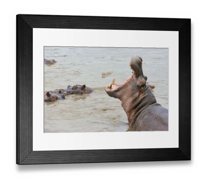 Framed Print : Hippo -Hippopotamus amphibius- displaying threatening gesture, Serengeti, Tanzania Framed Print : Hippo -Hippopotamus amphibius- displaying threatening gesture, Serengeti, Tanzania
