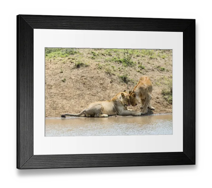 Framed Print : Two Lions -Panthera leo- at the water, Serengeti, Tanzania Framed Print : Two Lions -Panthera leo- at the water, Serengeti, Tanzania