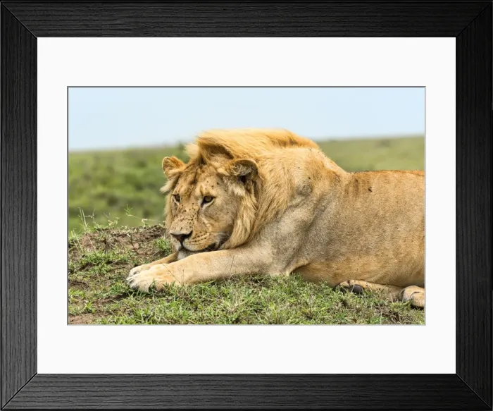 Framed Print : Lion -Panthera leo-, Serengeti, Tanzania Framed Print : Lion -Panthera leo-, Serengeti, Tanzania