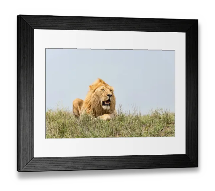 Framed Print : Lion -Panthera leo-, Serengeti, Tanzania Framed Print : Lion -Panthera leo-, Serengeti, Tanzania