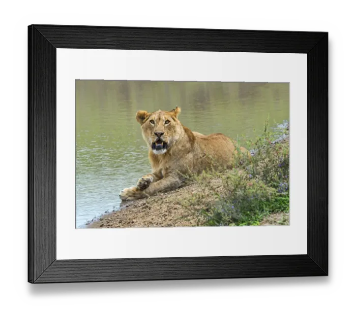 Framed Print : Lioness -Panthera leo- on water, Serengeti, Tanzania Framed Print : Lioness -Panthera leo- on water, Serengeti, Tanzania