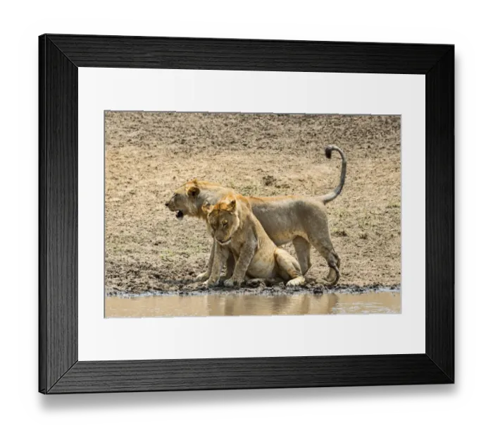 Framed Print : Two Lions -Panthera leo- at the water, Serengeti, Tanzania Framed Print : Two Lions -Panthera leo- at the water, Serengeti, Tanzania