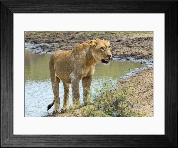 Framed Print : Lioness -Panthera leo- on water, Serengeti, Tanzania Framed Print : Lioness -Panthera leo- on water, Serengeti, Tanzania