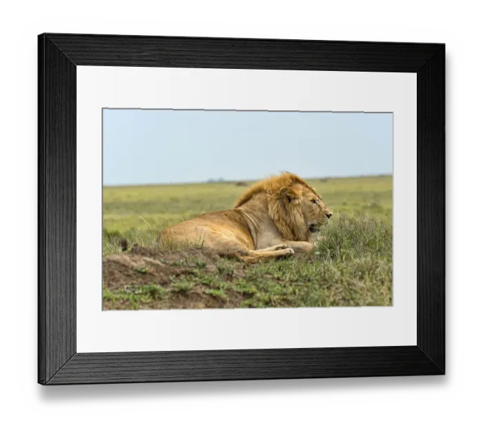 Framed Print : Lion -Panthera leo-, Serengeti, Tanzania Framed Print : Lion -Panthera leo-, Serengeti, Tanzania