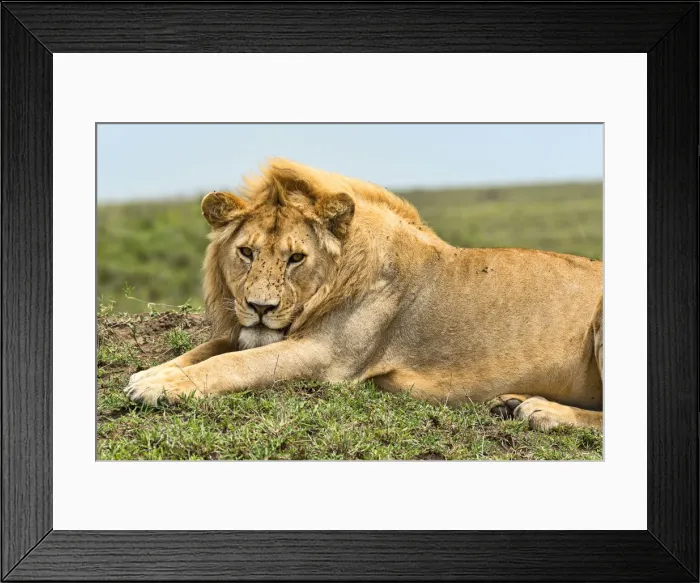 Framed Print : Lion -Panthera leo-, Serengeti, Tanzania Framed Print : Lion -Panthera leo-, Serengeti, Tanzania