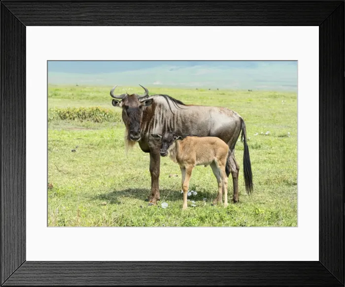 Framed Print : Blue Wildebeest -Connochaetes taurinus-, cow with calf, Ngorongoro Crater, Tanzania