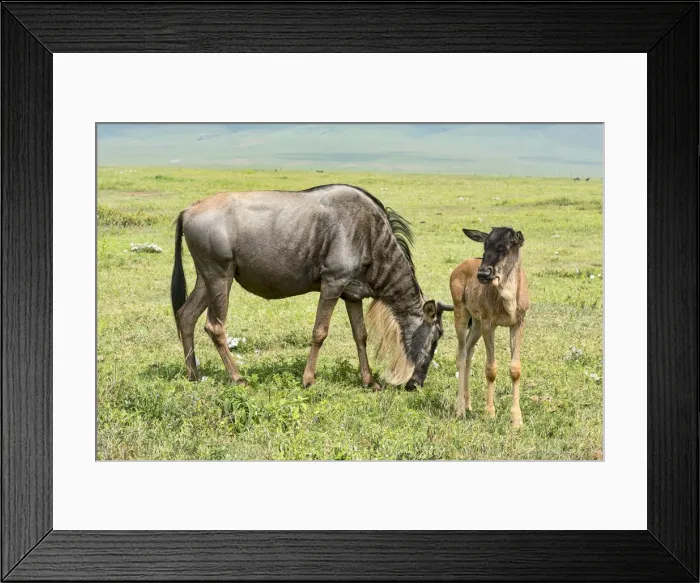 Framed Print : Blue Wildebeest -Connochaetes taurinus-, cow with calf, Ngorongoro Crater, Tanzania Framed Print : Blue Wildebeest -Connochaetes taurinus-, cow with calf, Ngorongoro Crater, Tanzania