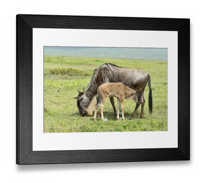 Framed Print : Blue Wildebeest -Connochaetes taurinus-, cow with calf, Ngorongoro Crater, Tanzania Framed Print : Blue Wildebeest -Connochaetes taurinus-, cow with calf, Ngorongoro Crater, Tanzania