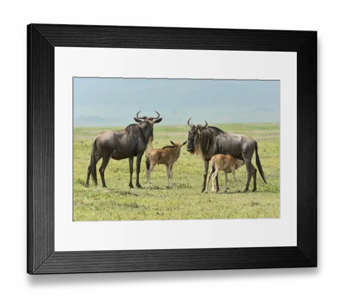 Framed Print : Blue Wildebeest -Connochaetes taurinus-, cows with calves, Ngorongoro Crater, Tanzania Framed Print : Blue Wildebeest -Connochaetes taurinus-, cows with calves, Ngorongoro Crater, Tanzania