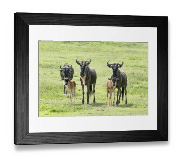 Framed Print : Blue Wildebeest -Connochaetes taurinus-, cows with calves, Ngorongoro Crater, Tanzania Framed Print : Blue Wildebeest -Connochaetes taurinus-, cows with calves, Ngorongoro Crater, Tanzania