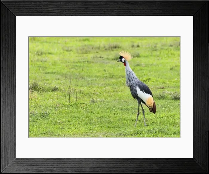 Framed Print : Grey Crowned Crane -Balearica regulorum-, Ngorongoro, Tanzania Framed Print : Grey Crowned Crane -Balearica regulorum-, Ngorongoro, Tanzania