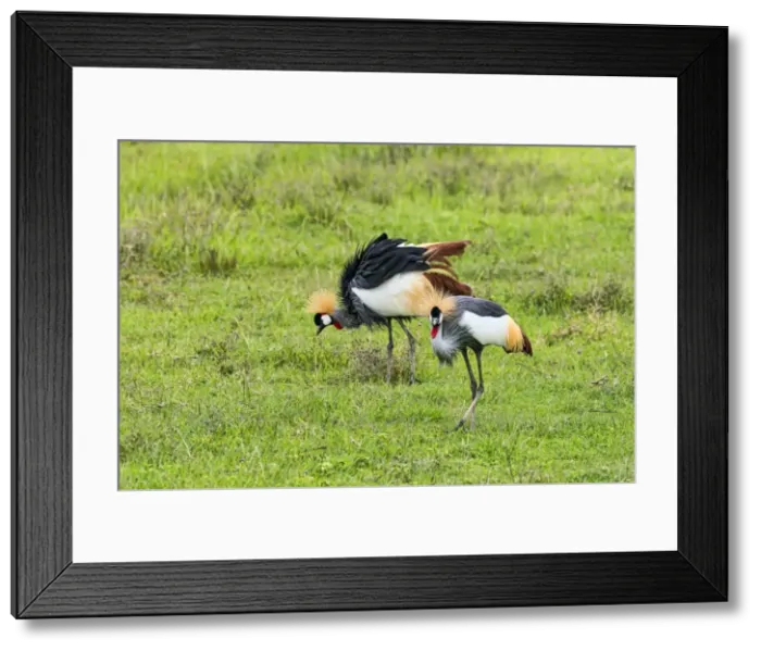 Framed Print : Grey Crowned Cranes -Balearica regulorum-, Ngorongoro, Tanzania Framed Print : Grey Crowned Cranes -Balearica regulorum-, Ngorongoro, Tanzania