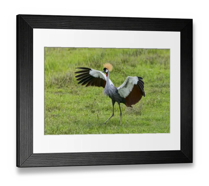 Framed Print : Grey Crowned Crane -Balearica regulorum-, Ngorongoro, Tanzania Framed Print : Grey Crowned Crane -Balearica regulorum-, Ngorongoro, Tanzania