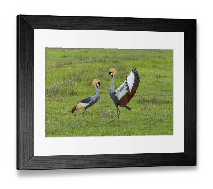 Framed Print : Grey Crowned Cranes -Balearica regulorum-, Ngorongoro, Tanzania