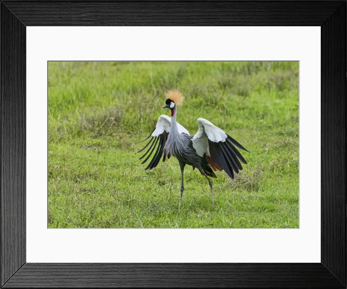 Framed Print : Grey Crowned Crane -Balearica regulorum-, Ngorongoro, Tanzania Framed Print : Grey Crowned Crane -Balearica regulorum-, Ngorongoro, Tanzania