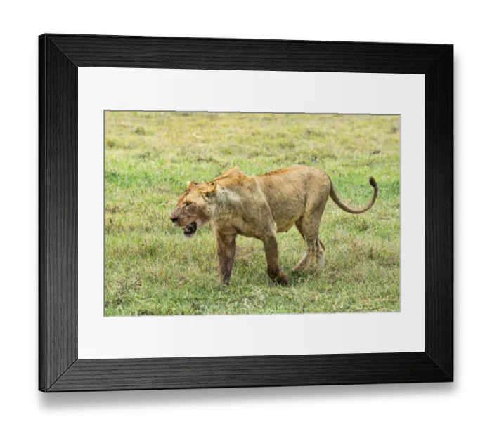 Framed Print : Fly-ridden Lioness -Panthera leo-, Ngorongoro Crater, Tanzania