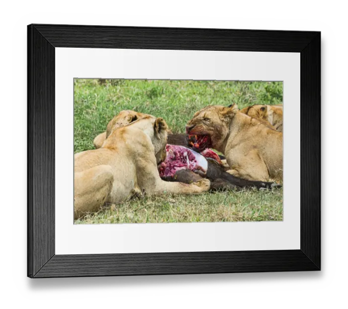 Framed Print : Lions -Panthera leo- feeding on the hunted prey, Ngorongoro Crater, Tanzania Framed Print : Lions -Panthera leo- feeding on the hunted prey, Ngorongoro Crater, Tanzania