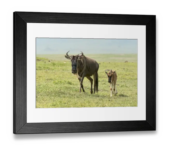 Framed Print : Blue Wildebeest -Connochaetes taurinus-, cow with calf, Ngorongoro Crater, Tanzania Framed Print : Blue Wildebeest -Connochaetes taurinus-, cow with calf, Ngorongoro Crater, Tanzania