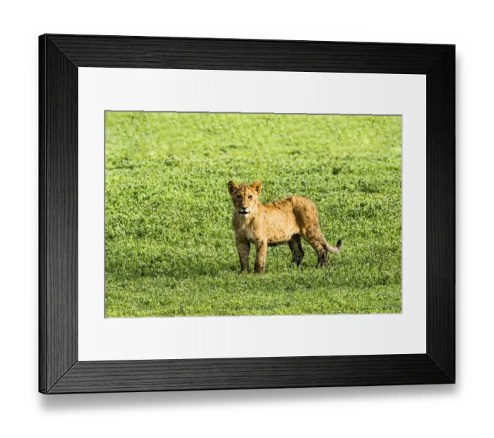 Framed Print : Lion -Panthera leo-, cub, Ngorongoro Crater, Tanzania Framed Print : Lion -Panthera leo-, cub, Ngorongoro Crater, Tanzania