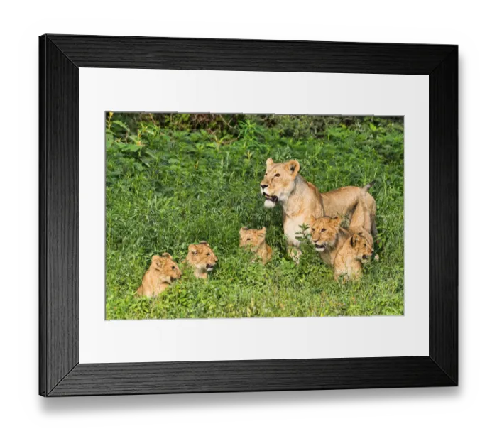 Framed Print : Lioness -Panthera leo- with her cubs, Ngorongoro Crater, Tanzania Framed Print : Lioness -Panthera leo- with her cubs, Ngorongoro Crater, Tanzania