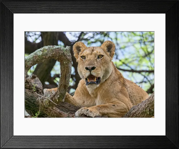 Framed Print : Lioness -Panthera leo- on tree, Tanzania Framed Print : Lioness -Panthera leo- on tree, Tanzania